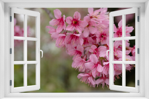 Fototapeta Naklejka Na Ścianę Okno 3D - pink sakura blossom,beautiful pink flowers or king tiger tree. 