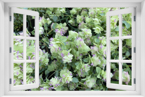 Fototapeta Naklejka Na Ścianę Okno 3D - Hop Oregano, Origanum rotundifolium