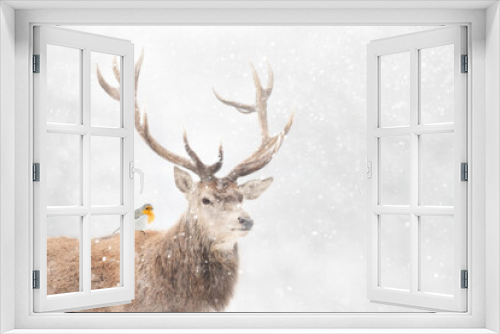 Fototapeta Naklejka Na Ścianę Okno 3D - Portrait of a Red deer stag with a robin in winter
