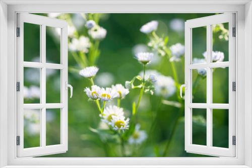 Fototapeta Naklejka Na Ścianę Okno 3D - Summer meadow flowers
