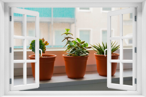 Fototapeta Naklejka Na Ścianę Okno 3D - Various houseplants succulent on the window. Home gardening, greenery, interior design with plants, hobby concept.