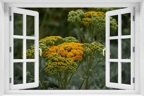 Fototapeta Naklejka Na Ścianę Okno 3D - Orange Wildflowers