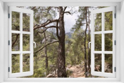 Fototapeta Naklejka Na Ścianę Okno 3D - empty path in forest