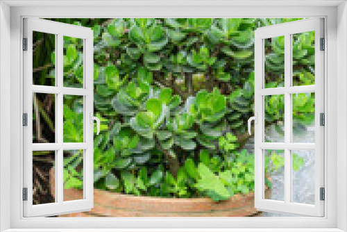 Fototapeta Naklejka Na Ścianę Okno 3D - succulent plant photo