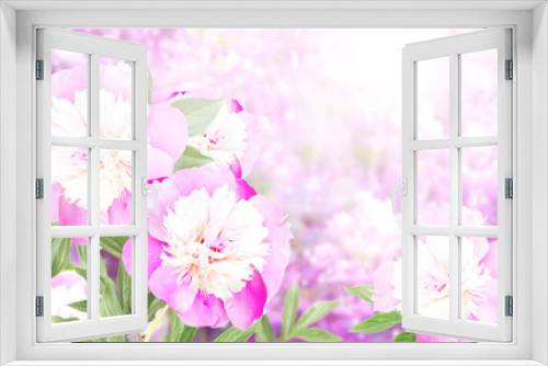 Fototapeta Naklejka Na Ścianę Okno 3D - Branch of peony (Paeonia) on sunny beautiful nature spring background. Summer scene with twig of Paeoniaceae with flowers of pink color