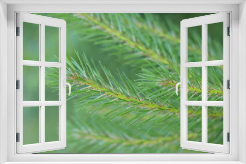 Fototapeta Naklejka Na Ścianę Okno 3D - Natural coniferous background texture. Blurred green background. Abstract background of nature. Fresh spruce branch in spring forest. Fir branches with fresh green shoots. Spring nature. Tree twig