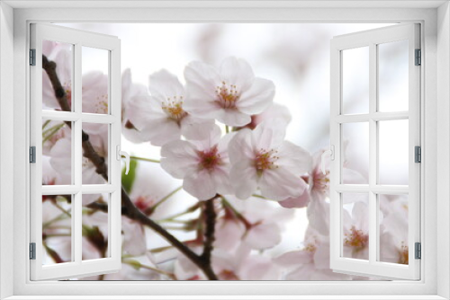 Fototapeta Naklejka Na Ścianę Okno 3D - cherry blossom