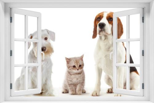 Fototapeta Naklejka Na Ścianę Okno 3D - three domestic animals cat and dogs