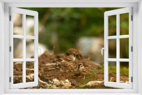 Fototapeta Naklejka Na Ścianę Okno 3D - The Eurasian tree sparrow Passer montanus