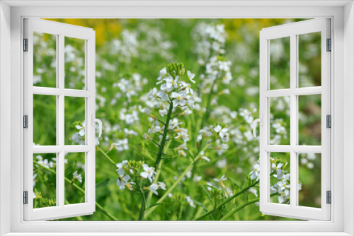 Fototapeta Naklejka Na Ścianę Okno 3D - 白い大根の花