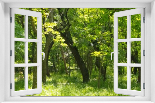 Fototapeta Naklejka Na Ścianę Okno 3D - Beautiful sunlight in the forest