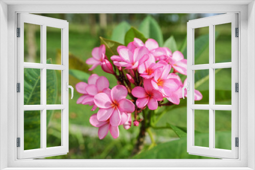 Fototapeta Naklejka Na Ścianę Okno 3D - Pink Frangipani Flowers (Plumeria Rubra ‘Gabrielle’ or Bunga Kamboja) with green leaves and pink petals wtih blury background