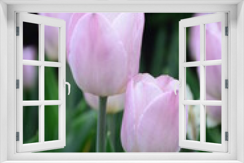 Fototapeta Naklejka Na Ścianę Okno 3D - pink and white tulips