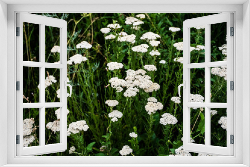 Fototapeta Naklejka Na Ścianę Okno 3D - Achillea millefolium, commonly known as yarrow or common yarrow, old man's pepper, devil's nettle, sanguinary, milfoil, soldier's woundwort, and thousand seal.