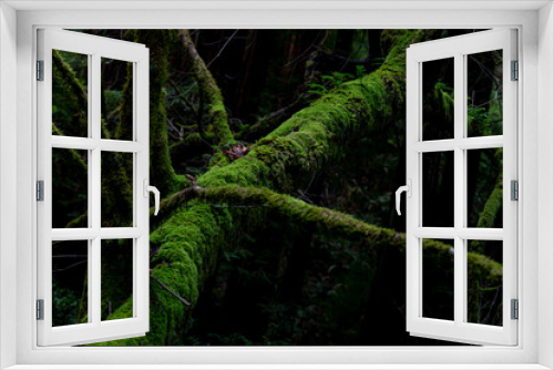 Fototapeta Naklejka Na Ścianę Okno 3D - Muir Woods