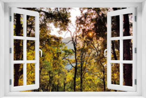 Fototapeta Naklejka Na Ścianę Okno 3D - Beautiful Pine Forest!!