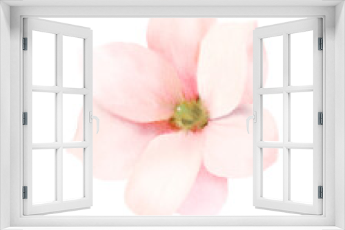 Fototapeta Naklejka Na Ścianę Okno 3D - pink flower isolated on white