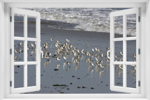 Fototapeta Naklejka Na Ścianę Okno 3D - Sanderling, Calidris alba