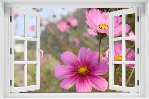 Fototapeta Naklejka Na Ścianę Okno 3D - pink colored garden cosmos flower