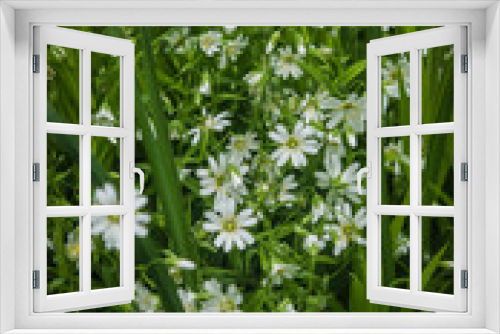 Fototapeta Naklejka Na Ścianę Okno 3D - Primroses in the spring forest