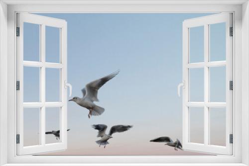 Fototapeta Naklejka Na Ścianę Okno 3D - seagulls in flight at the clear sky