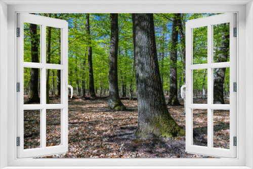 Fototapeta Naklejka Na Ścianę Okno 3D - Springtime in a sessile oak (Quercus petraea) forest in Hungary