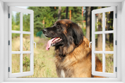 Fototapeta Naklejka Na Ścianę Okno 3D - Leonberger dog. Outdoor portrait