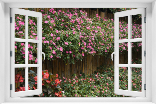Fototapeta Naklejka Na Ścianę Okno 3D - Pink flowering herbaceous plant on the wall beside the garden path