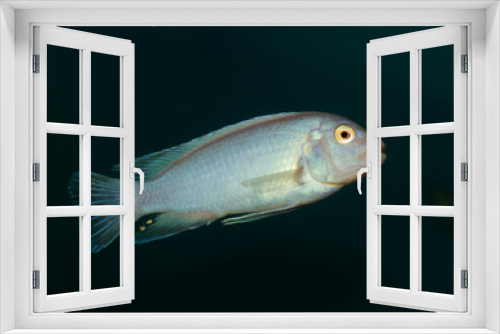 Fototapeta Naklejka Na Ścianę Okno 3D - fish in the aquarium