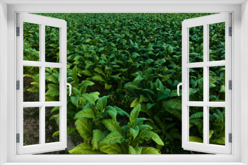 Fototapeta Naklejka Na Ścianę Okno 3D - Agricultural tobacco green leaves and texture plantation farmland. aerial view