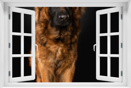 Fototapeta Naklejka Na Ścianę Okno 3D - German shepherd dog on black background