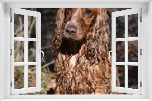 Fototapeta Naklejka Na Ścianę Okno 3D - nasser Hund