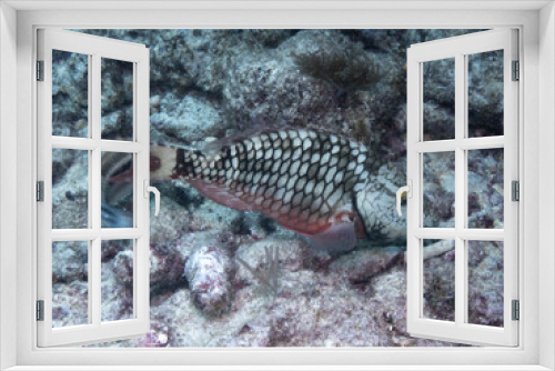 Fototapeta Naklejka Na Ścianę Okno 3D - Stoplight Parrotfish