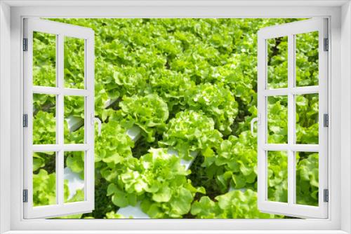 Fototapeta Naklejka Na Ścianę Okno 3D - hydroponic vegetables from hydroponic farms fresh green oak lettuce growing in the garden, hydroponic plants on water without soil agriculture organic health food nature leaf crop bio