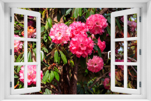 Fototapeta Naklejka Na Ścianę Okno 3D - Beautiful blooming pink tree rhododendron (Rhododendron arboreum) in the botanical garden