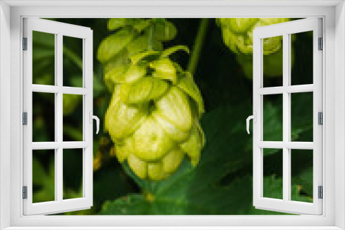 Fototapeta Naklejka Na Ścianę Okno 3D - Farming and agriculture concept. Green fresh ripe organic hop cones for making beer and bread, close up. Fresh hops for brewing production. Hop plant growing in garden or farm