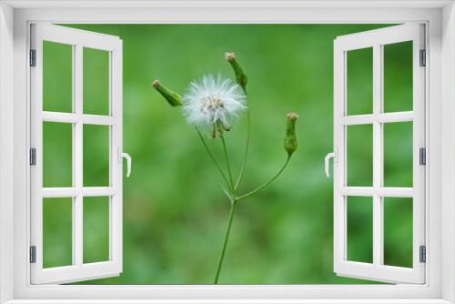 Fototapeta Naklejka Na Ścianę Okno 3D - white dandelion flower