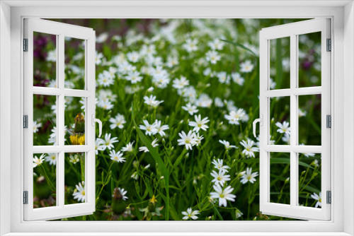 Fototapeta Naklejka Na Ścianę Okno 3D - Spring small wild flowers meadow
