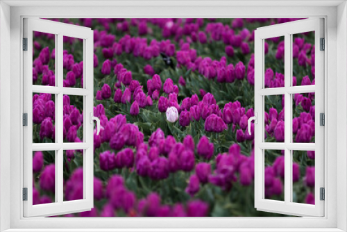 Fototapeta Naklejka Na Ścianę Okno 3D - field of purple tulips