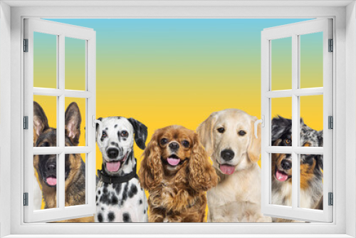 Fototapeta Naklejka Na Ścianę Okno 3D - Row of different size and breed dogs over yellow blue gradient horizontal social media or web banner with copy space for text. Dogs are looking at the camera, some cute, panting or happy