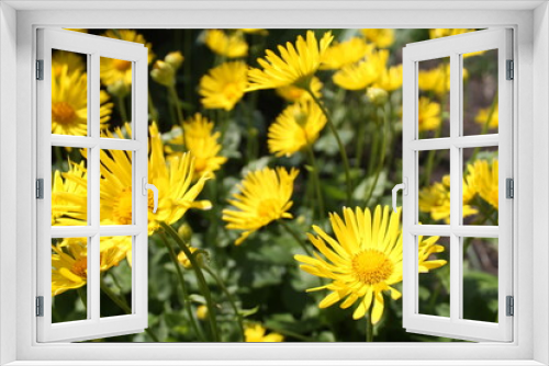 Fototapeta Naklejka Na Ścianę Okno 3D - yellow dandelions on grass