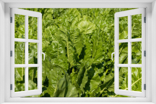 Fototapeta Naklejka Na Ścianę Okno 3D - The green foliage of sweet sugar beet