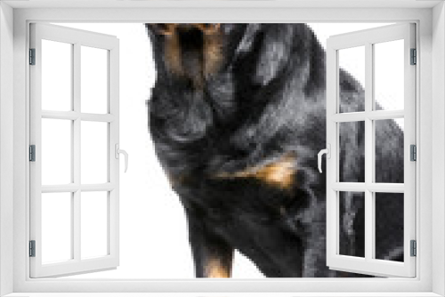Fototapeta Naklejka Na Ścianę Okno 3D - a rotweiler, a big but good and friendly dog