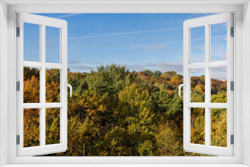 Fototapeta Naklejka Na Ścianę Okno 3D - A forest with different trees in the autumn season