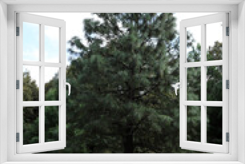 Fototapeta Naklejka Na Ścianę Okno 3D - Apache Pine Tree, a genus of conifers and shrubs in the pine family Pinaceae.