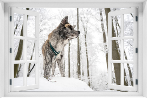 Fototapeta Naklejka Na Ścianę Okno 3D - Cute Akita Inu Dog with gray fur standing on a rock in the forest during winter with lots of snow