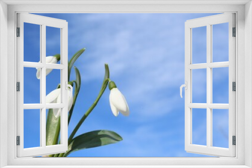 Fototapeta Naklejka Na Ścianę Okno 3D - Beautiful blooming snowdrops against blue sky, space for text. Spring flowers