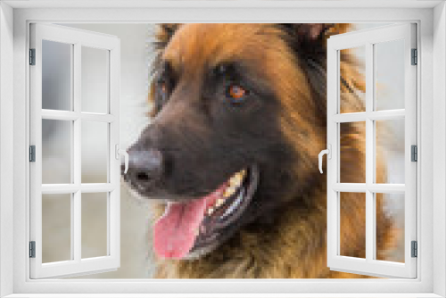 Fototapeta Naklejka Na Ścianę Okno 3D - Schäferhund Portrait
