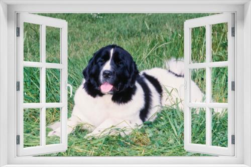 Fototapeta Naklejka Na Ścianę Okno 3D - Newfoundland laying down outside in field of long grass with tongue out