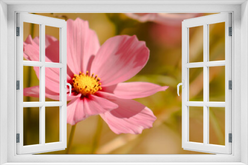 Fototapeta Naklejka Na Ścianę Okno 3D - Lovely, Light Pink Cosmo Flower in the Summer Sunshine - Background, Backdrop, or Wallpaper